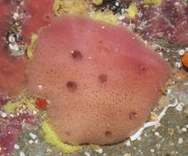 Haliclona mediterranea?