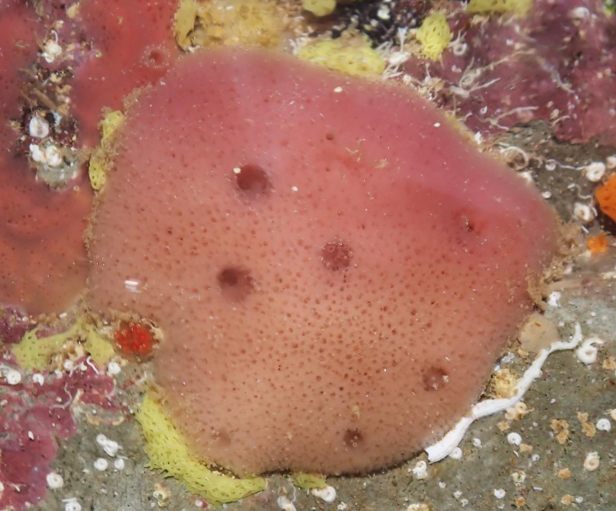 Haliclona mediterranea?