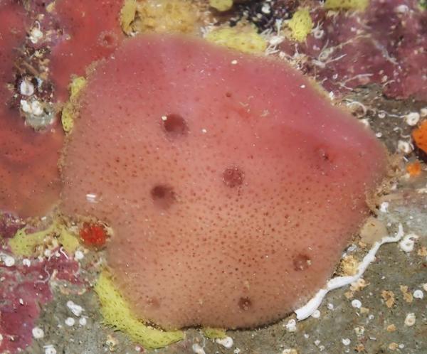 Haliclona mediterranea?