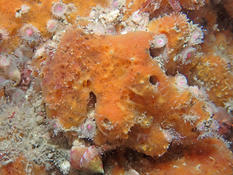 Halicnemia patera ?