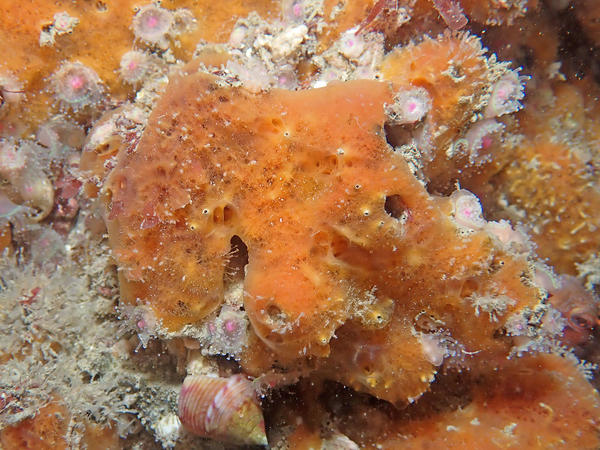 Halicnemia patera ?