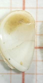 <p>bonjour, bien sur voici l'autre face bien plate. l'absence des trous qui ma poussé à éliminer les Halothidae</p>