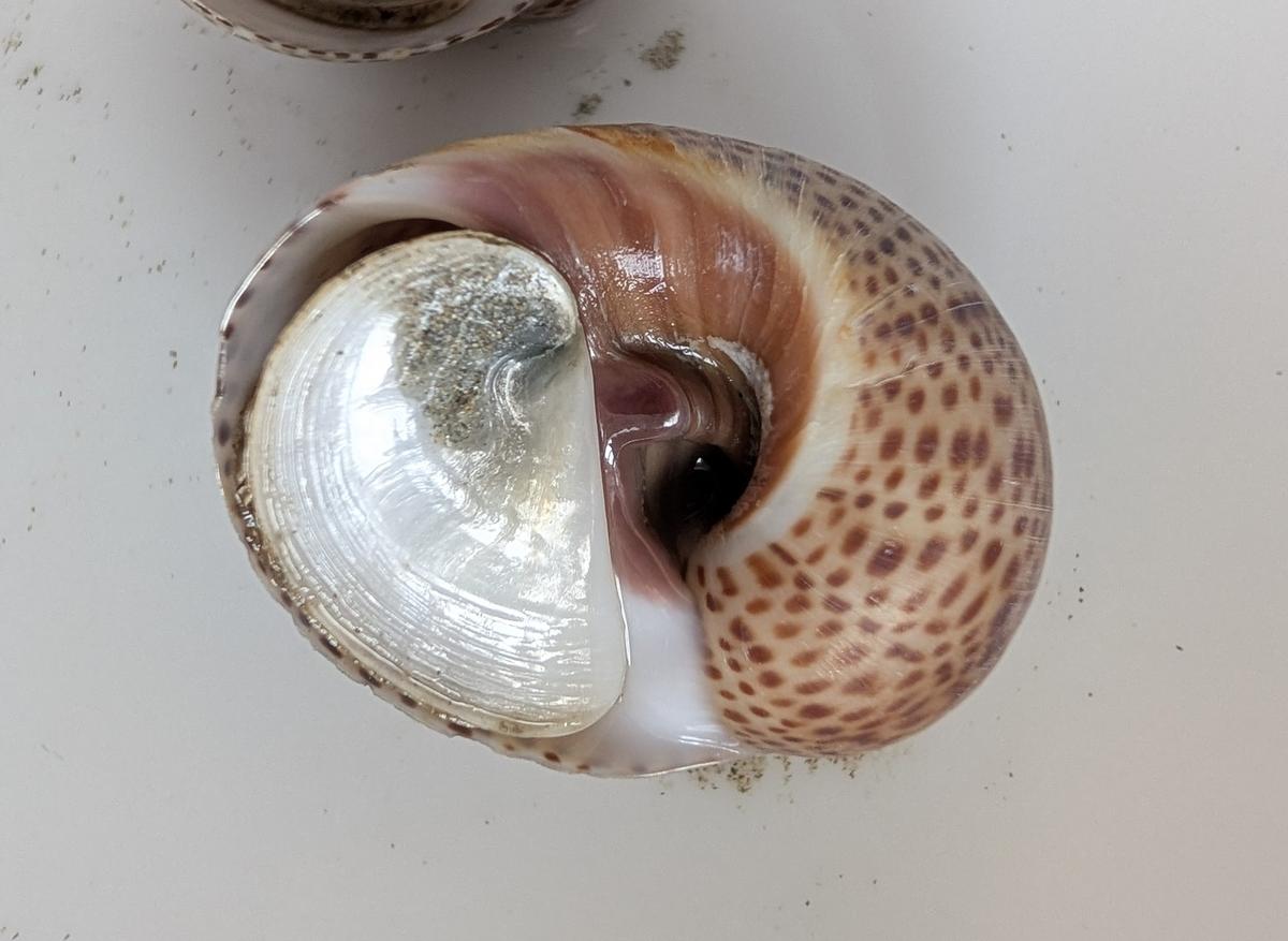 <p>Bonjour, je confirme l'identification de Pascal, il s'agit bien d'opercules des natices. Ci-jointe une photo illustrative d'une natice mouchetée...