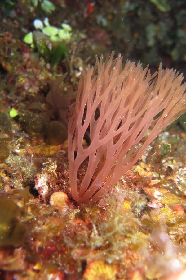 Halymenia elongata ?