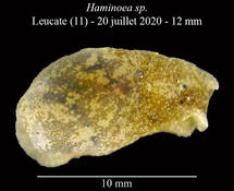 Haminoea sp