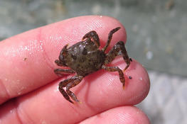 Hemigrapsus sanguineus