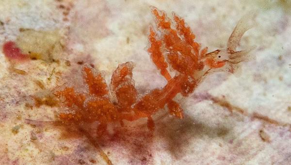 Hermaea Bifida