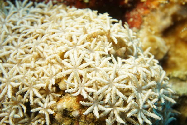 Hexacoralliaire