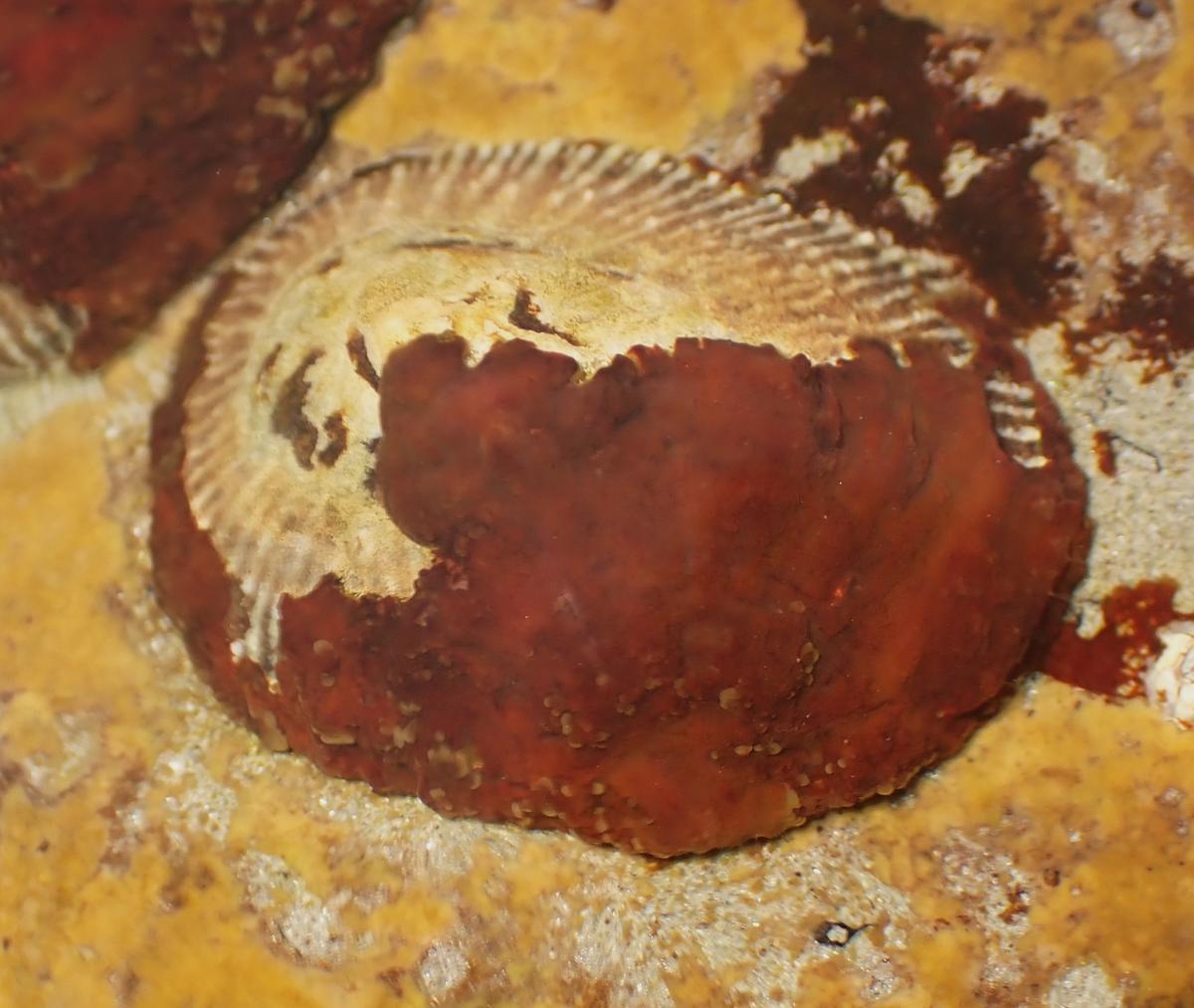 Hildenbrandia rubra?