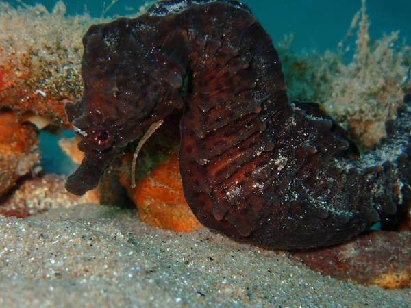 Hippocampe parasité ?