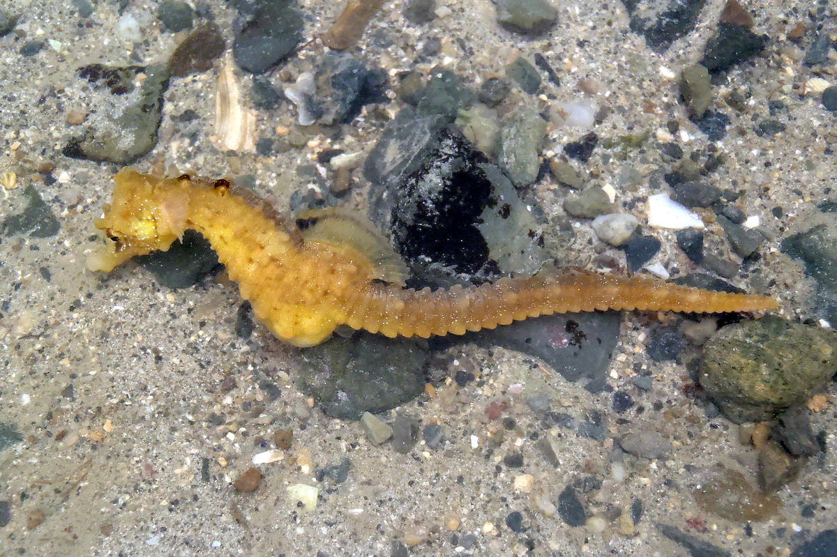 <p>Voici une photo d'hippocampe jaune trouvé dans la Manche à Agon Coutainville 50230</p>