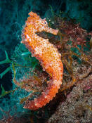 Hippocampus algiricus ?