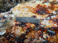 Holothuria sp