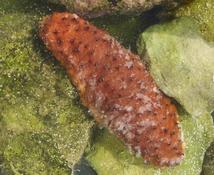 Holothuria sp