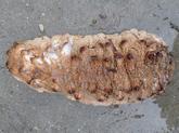 Holothuria tubulosa?