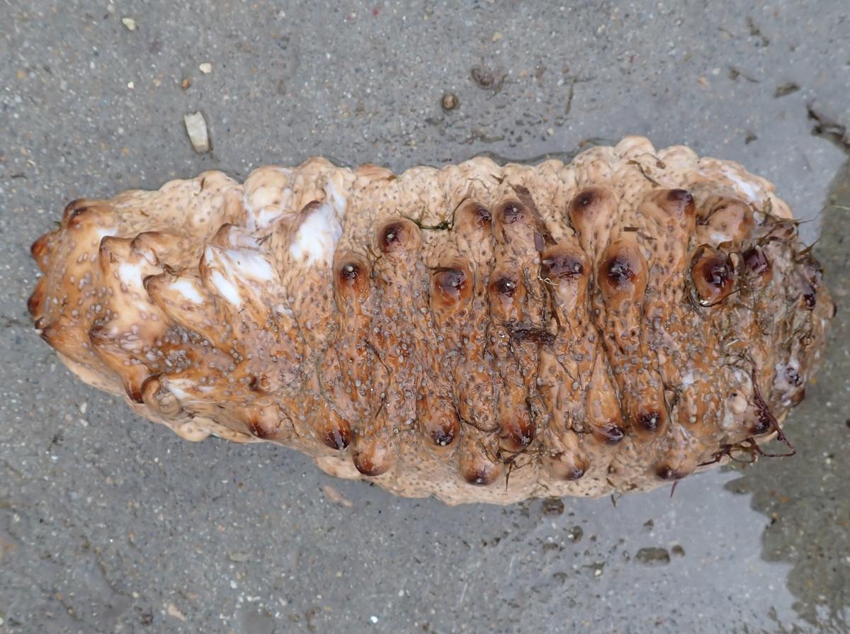 Holothuria tubulosa?