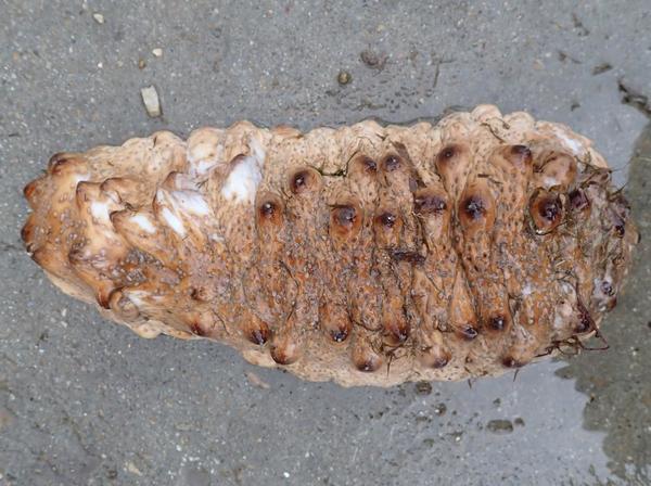 Holothuria tubulosa?