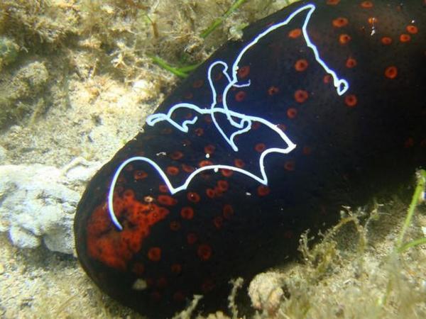 Holothurie 2 (Mayotte)