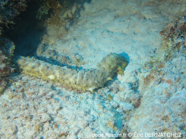 Holothurie à queue de tigre