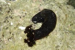 holothurie estran (caraïbes)