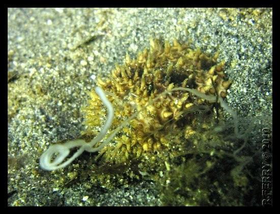 Bonjour/Bonsoir, <br />PLEIN DE NOUVELLES PHOTOS pour vous aider à nous aider.<br /><a href="http://www.biologiemarine.com/70102/70102.htm" target=...