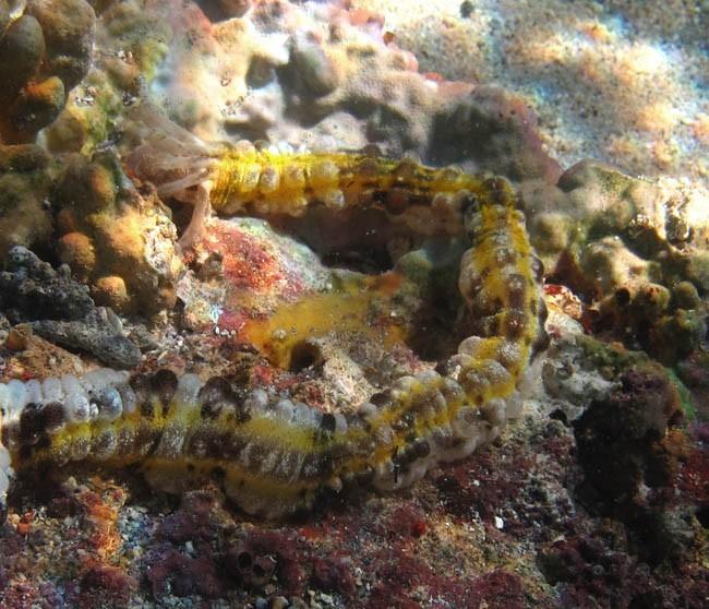 Non, je refuse de penser qu'<em>Euapta godeffroyi </em>a été introduite en douce en Atlantique :-)