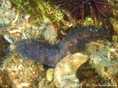 Holothurie sous une pierre, Méditerranée occidentale Nord