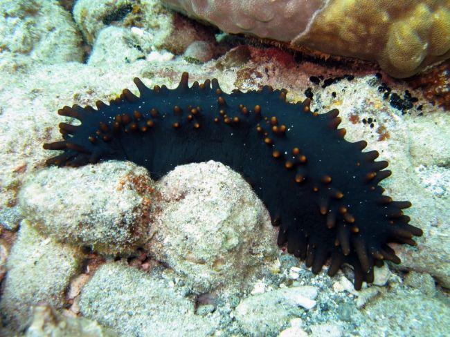 je crois toujours au Stichopus chloronotus.....<br />Ma photo est pris au Philipines...rensemble bien...n'est pas?<br />Mais je ne sais pas s'l y e...