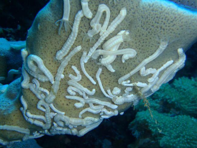 Merci mille fois de ces précieux renseignements!<br />Je ne sais exactement quelle éponge héberge ces créatures... En fait, on en trouve un peu sur...