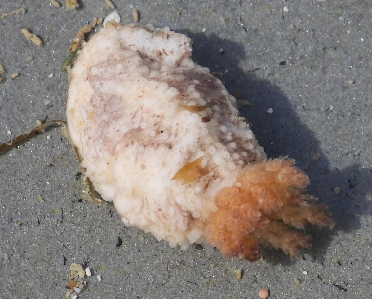 Holoturia a idenrtificar