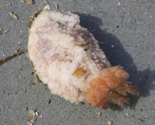 Holoturia a idenrtificar