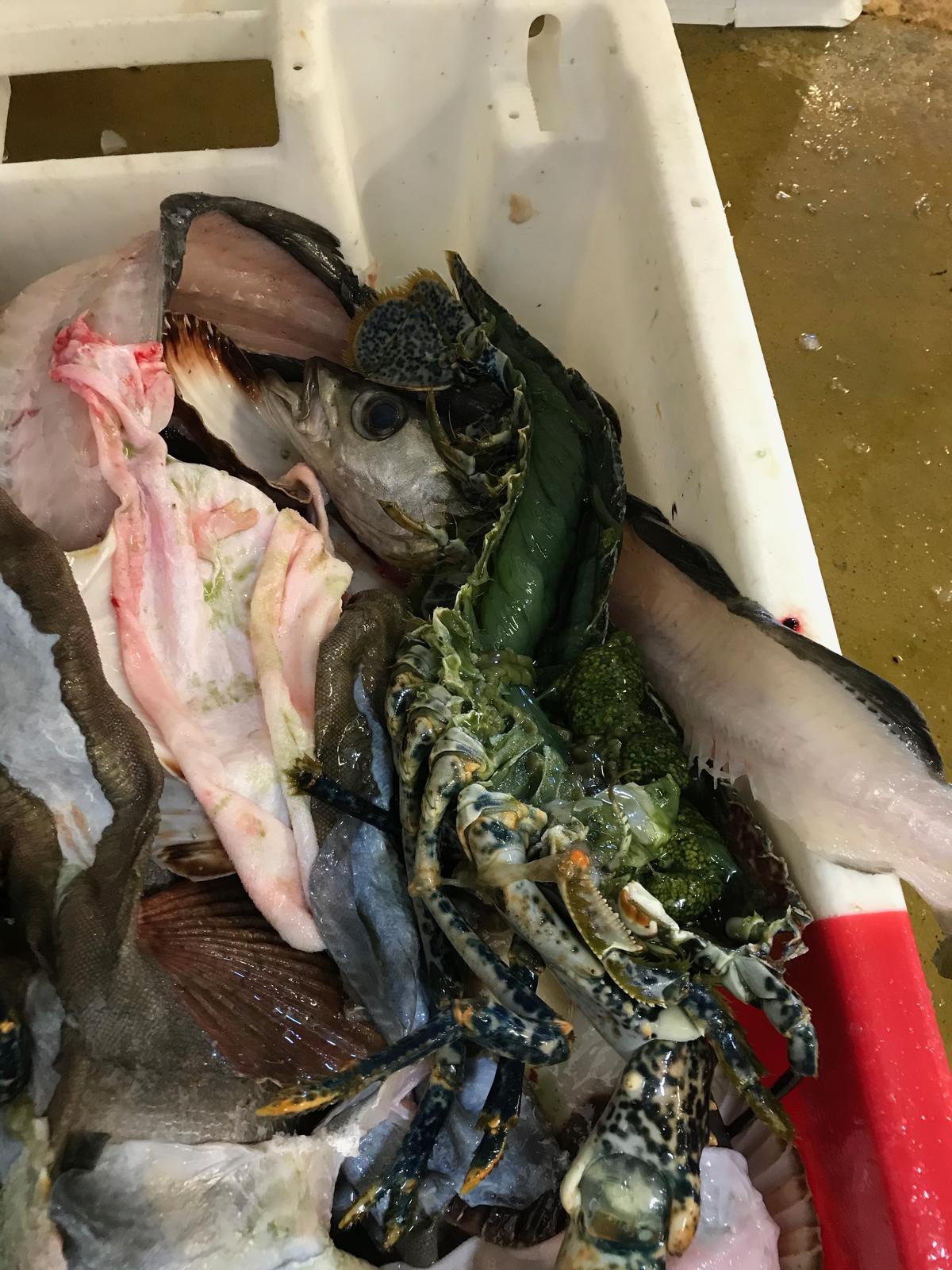 <p>Bonjour,</p><p>J'habite à Brest et j'ai fait cette expérience il y a un mois lorsque le poissonnier à couper au vivier le homard devant moi.</p>...