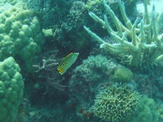 Hybride poisson papillon ?