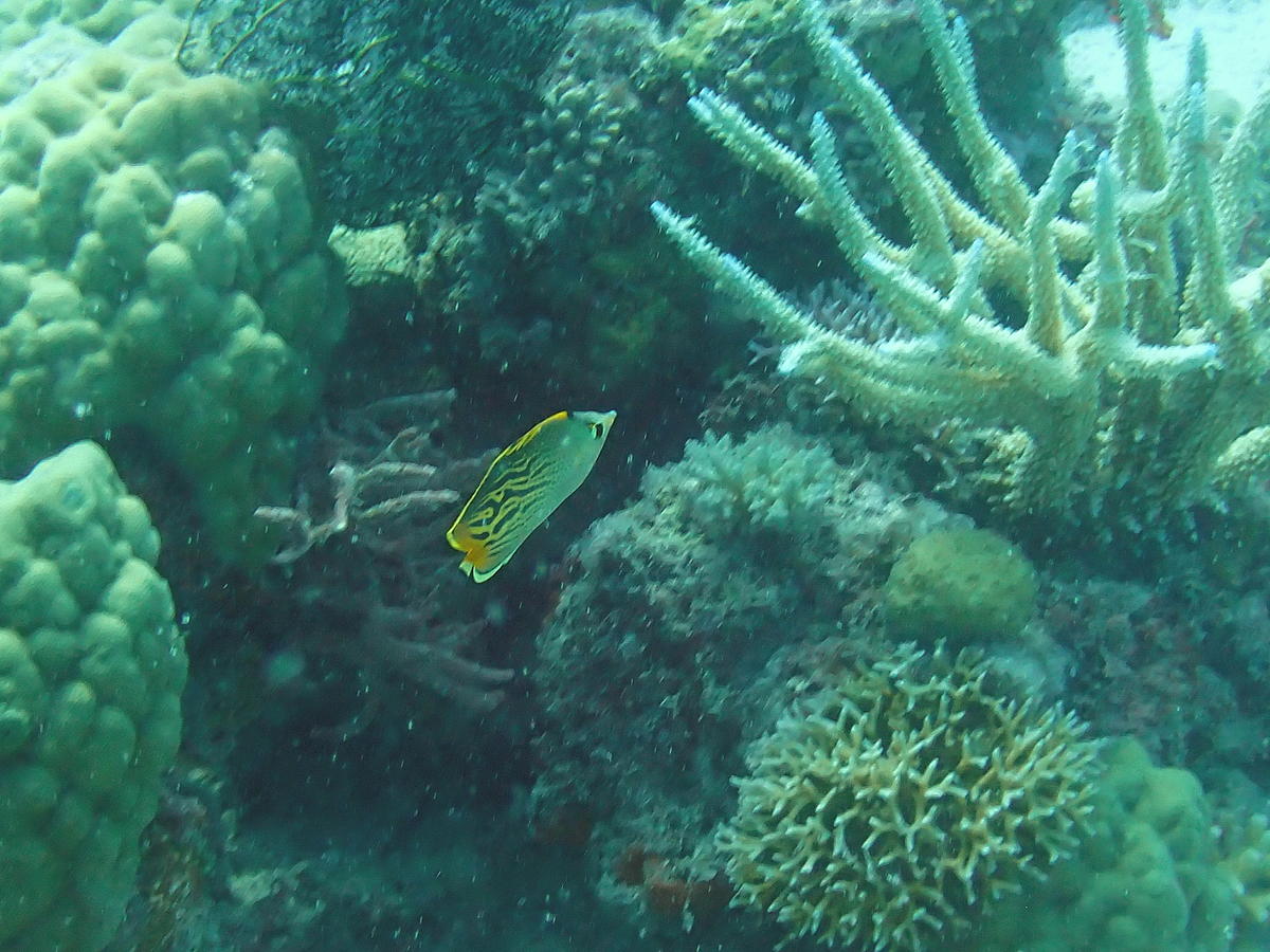 Hybride poisson papillon ?