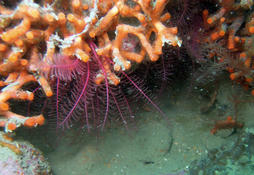 HYDAIRE ? ou  ?? caché dans le faux corail