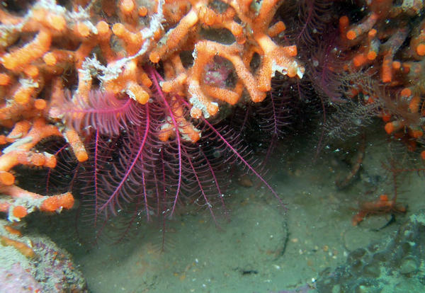 HYDAIRE ? ou  ?? caché dans le faux corail