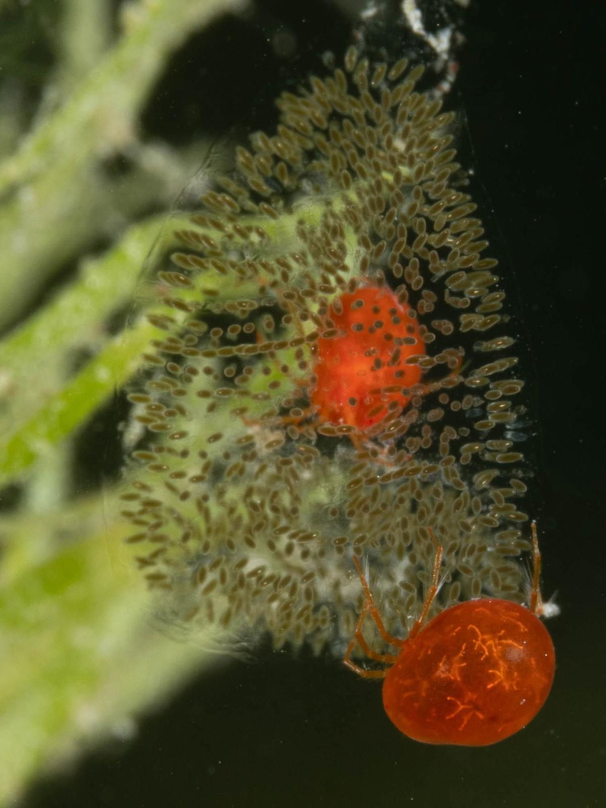 Hydracariens avec espèce à identifier