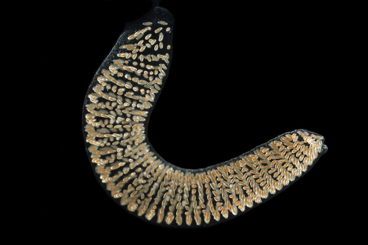 <p>Sans aucun doute c'est une ponte de chironome, elle a été un peu perturbée car les oeufs sont normalement en spirale. </p>