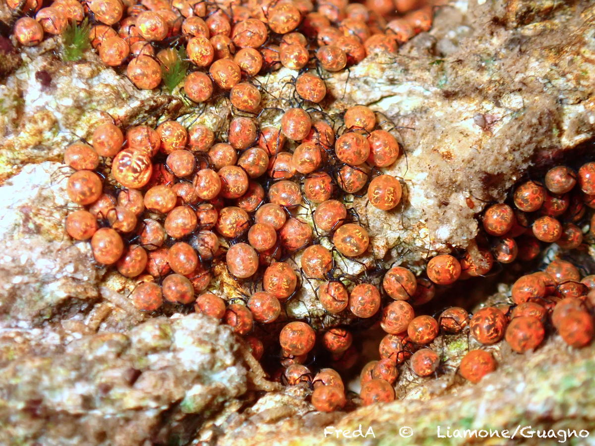 Hydracariens corse.. mais qui ?