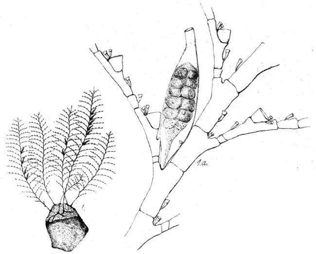 <em>Plumularia setacea</em> (Linnaeus, 1758)