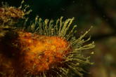 Hydraire