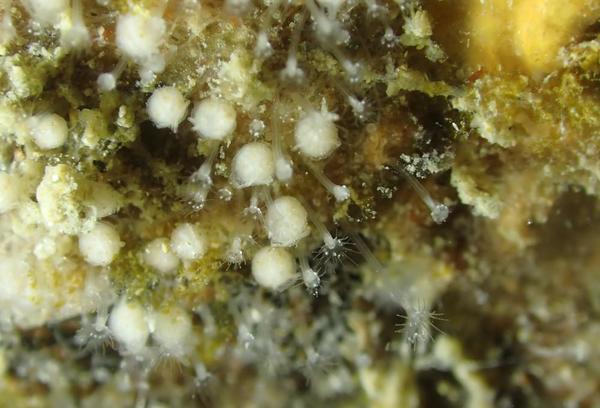 Hydraire associé au Bryozoaire Escharoides coccinea