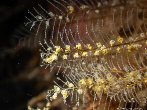Hydraire associé aux Aglaophenias