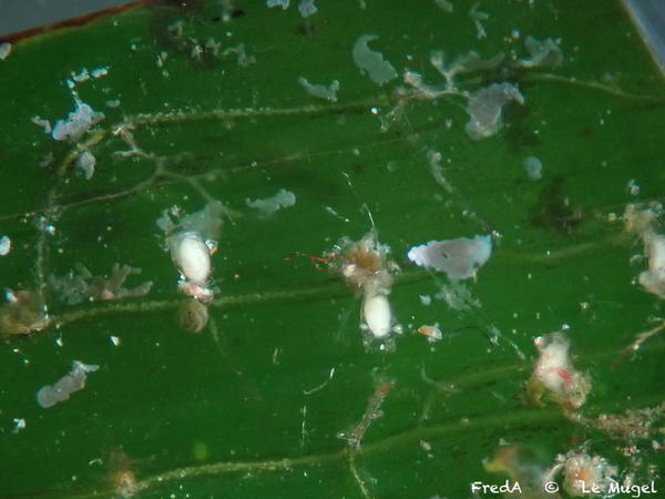 Hydraire avec gonothèque, Clytiidae ?