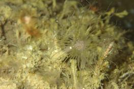 Hydraire Corymorpha nutans ?