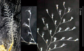 Hydraire de Port-Leucate : Kirchenpaueria ?