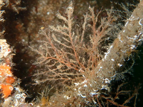 Hydraire de Thau