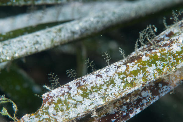 Hydraire sur posidonie