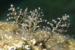 Hydraire Turquie
