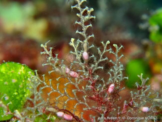 le même (Obelia ???) avec ce que je pense être des gonozoides ?<br />Le(s) specialiste(s) des hydraires serait-il(s) rentrés pour confirmation... :...